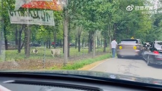 太誇張！陸遊客猛獸區擦撞竟下車理論　白虎逼近才驚覺危險