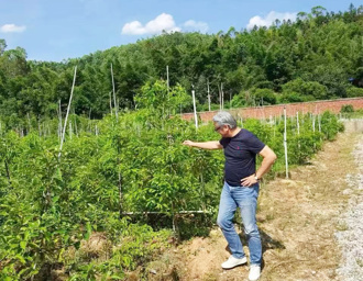 台湾人在大陆》台商扎根霞浦种牛樟树