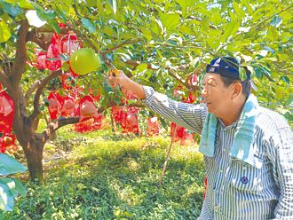 猴子扯柚當球玩 果農套網防損