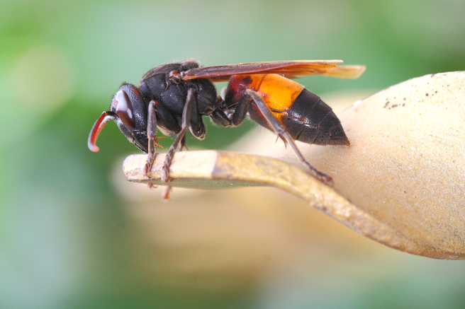 网友在基隆八斗子渔港发现虎头蜂群啃食鱼类尸体，引起讨论。（示意图：shutterstock／达志）