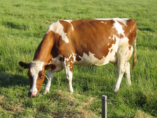 巴西牛肉產業甲烷排放量上升。(圖取自Photo AC)