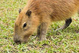 半山梦工厂携手水与松萌萌园 9／30前同游享优惠