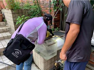 登革熱境外移入再添1例！印尼籍學生入境才發燒確診