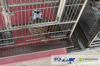 農業部擬開放飼養狐獴 動團反對憂成「浣熊悲歌」翻版