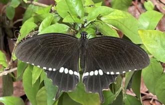 生多所運用遙測科技 精準繪製高解析棲地地圖