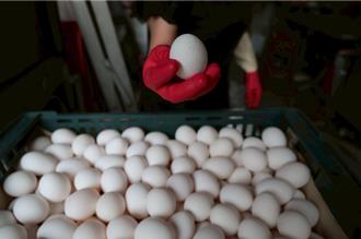 蛋價新制上路首週！不滿短期頻調整 蛋農喊公平會應介入