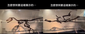 博物館這樣展示「恐龍化石」 網笑：火烤鋼管龍？