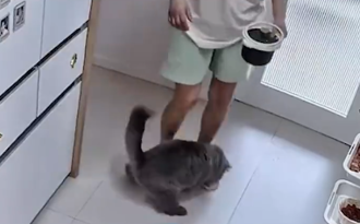 愛貓「干擾幾秒」竟救友命！ 家中監視器還原驚恐一幕