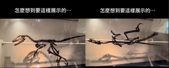 网路迷因，居然有博物馆把恐龙化石，这样旋转展示，让网友都笑翻了。(翻摄IG/@memes.cantstop)