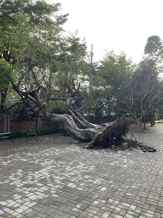 台中神岡國小老榕樹凌晨突倒塌　校方迅速拉封鎖線