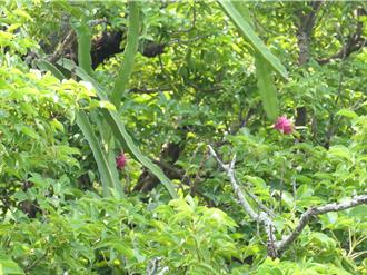 雲林元長國小百年茄苳樹長出火龍果 師生樂稱「七龍珠」現身