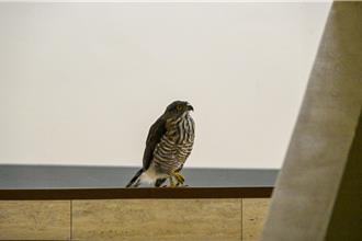 北市議會驚現保育類猛禽！鳳頭蒼鷹受驚亂竄 動保處關燈包抄