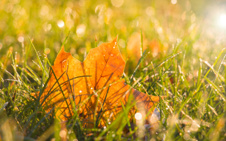 白露「臨官星」加持  4生肖秋天財庫大進