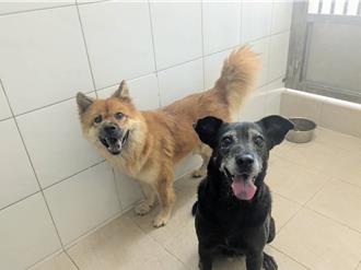 新埔24隻扣押犬隻安置動保所 籲民眾踴躍認養