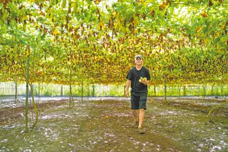 奇萊美地 傳遞有機的感動