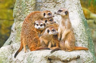 異寵狐獴擬納管 動團促全面禁養