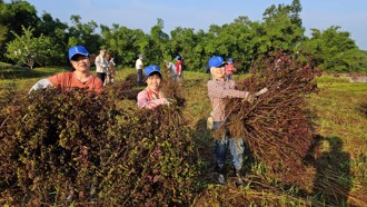绿色疗癒结合客家文化　台大绿照研究跃上国际纪录片