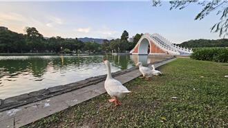 大湖公園鴨鵝要被移除？動保團體怒吼 協調結果曝光