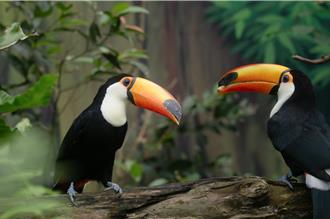 北市動物園大巨嘴鳥與樹懶成室友 另類互動萌翻遊客