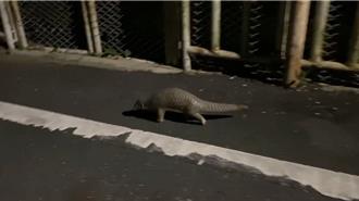 「淺山精靈」穿山甲現身台南噍吧哖紀念園區 萌樣曝光