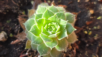 多肉植物發光可用於路燈照明？新研究有望實現阿凡達世界