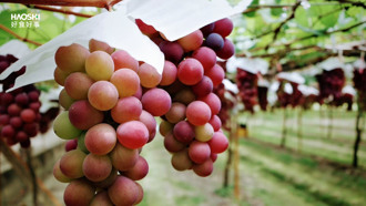 好食好事食農創生計畫 彰化「路葡萄」用葡萄宴串起土地與家族