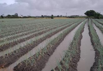 青蔥不再怕淹水！青農妙用木黴菌挺過風災 蔥價飆高喜收成