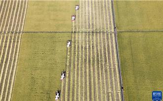 陸「科技護航＋精準服務」 智慧耕作力保秋糧豐收