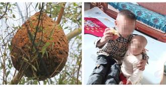 驚悚！蜂群奪命「哥哥300針  妹妹700針」養蜂人回應了