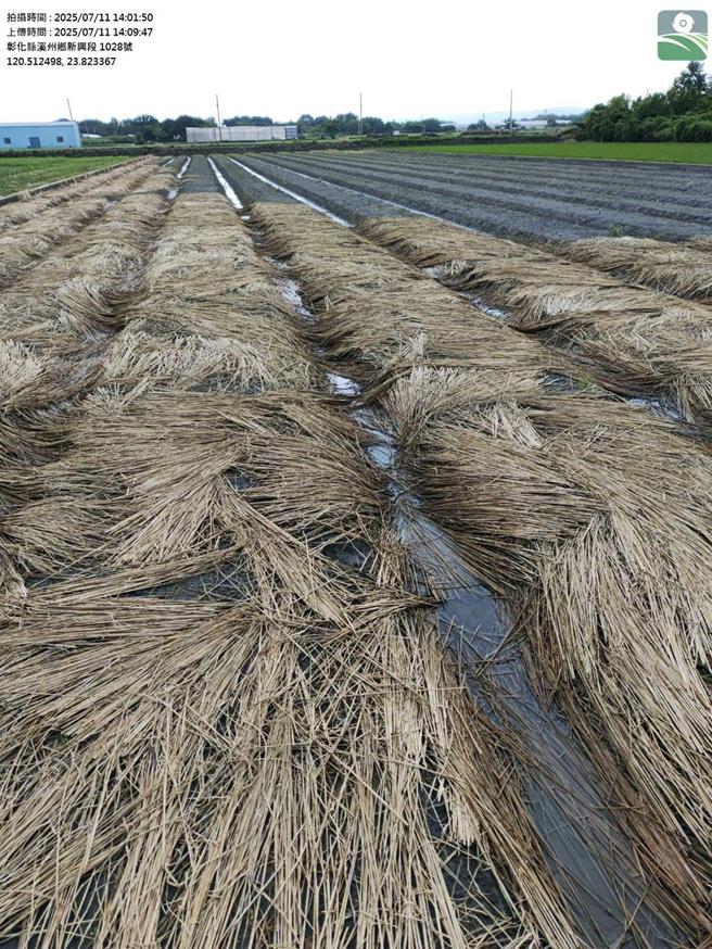 农民在香菜田上覆盖稻草，以防种子被鸟类吃掉。（农民提供／叶静美彰化传真）