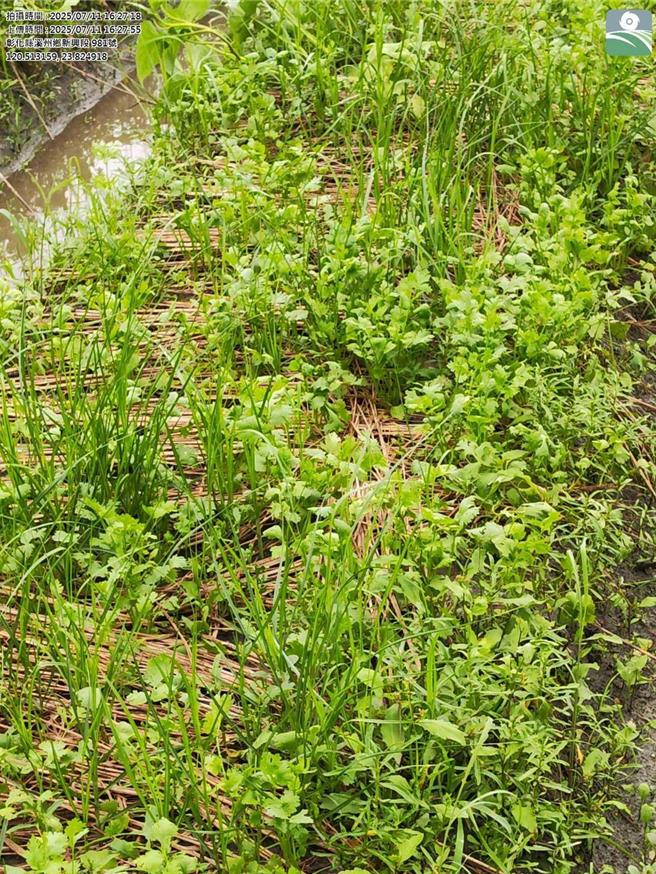 农民的香菜田在今年丹娜丝颱风及0708豪雨过后损失惨重。（农民提供／叶静美彰化传真）