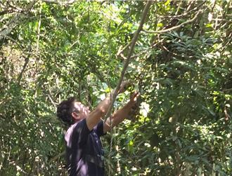 老欉龍眼結愛心果 金門家扶明義賣助弱勢家庭