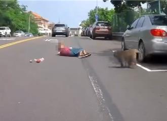 壽山獼猴「飛撲」老婦搶水果跌倒 恐怖瞬間全拍下