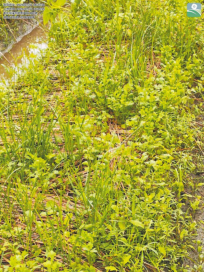 彰化農民的香菜田在今年丹娜絲颱風及0708豪雨過後，損失慘重。（農民提供／葉靜美彰化傳真）