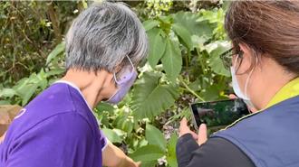 3妇台东山上喝茶头晕送医 卫生局排除茶醉可能：恐是南非叶中毒