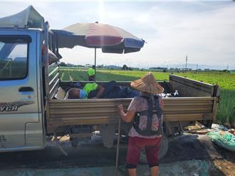 蔥價飆高竊賊夜探望遠鏡、手電筒　80歲老農父子田邊守夜「諜對諜」