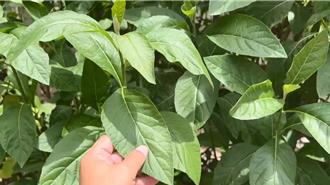 影》3婦疑食「南非葉」中毒送醫 農民：外型似曼陀羅