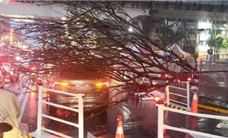 台中豪雨釀樹倒壓車1人傷 必比登餐廳慘淹變「流水席」
