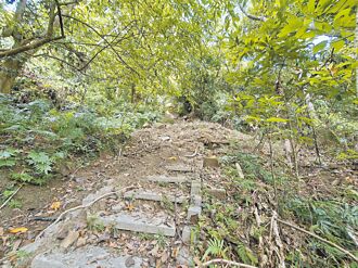 霧峰 賞螢勝地 青桐林步道待修復