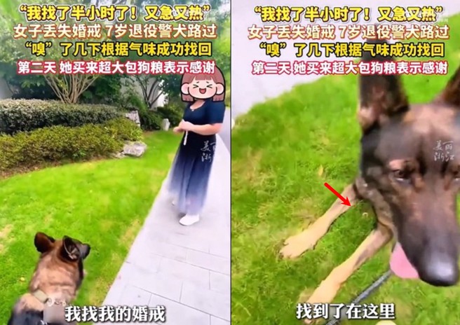 女子在路邊丟失婚戒，退役警犬靠靈敏嗅覺幫找回，女子隔天送狗糧感謝。（翻攝微博）