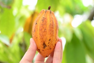 永續巧克力！雀巢提升30％可可豆使用率