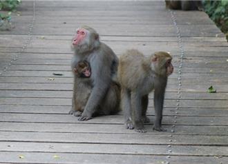 高雄獼猴也開學了！農業局邀師生共建「獼猴地圖」