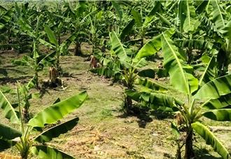 獨家》颱風連年衝擊內門龍眼 農民惡地改種芭蕉帶來新契機