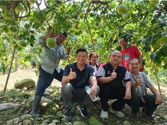 二水白柚睽違逾10年再出發 農會10月底將辦評鑑會