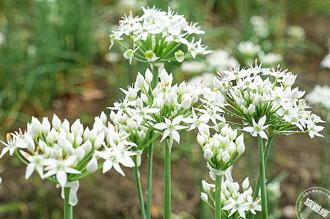 【九月雪】 桃園大溪韭菜花季預估九月中滿開