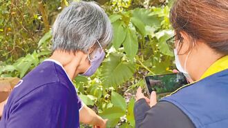 台東3婦茶醉 疑誤食曼陀羅