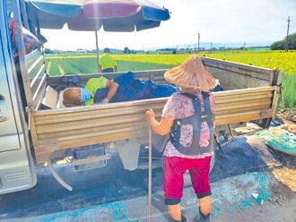 雲林 蔥價飆 8旬翁父子守田諜對諜