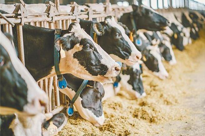 本土鲜奶品质相当优质，然而碍于气候环境等影响，生产成本也相对国外高，连带提升零售价格，因此如何让本土鲜奶价格下降，便是各界努力方向。（本报系资料照）