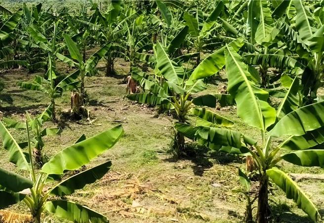 高雄市内门区向来是全市龙眼种植最密集的地区，但近年受极端气候衝击，龙眼连续多年歉收，当地恶地地形栽种的芭蕉因口感独特，加上产销履歷认证，部分甚至能卖到每公斤140至160元，逐渐成为农友转型首选。（林雅惠摄）