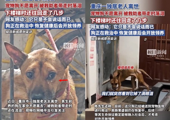 大陸重慶一名獨居老婦在家中身亡，忠犬伴屍多日骨瘦如柴，被救援時頻頻回頭，並留下眼淚。（翻攝微博）